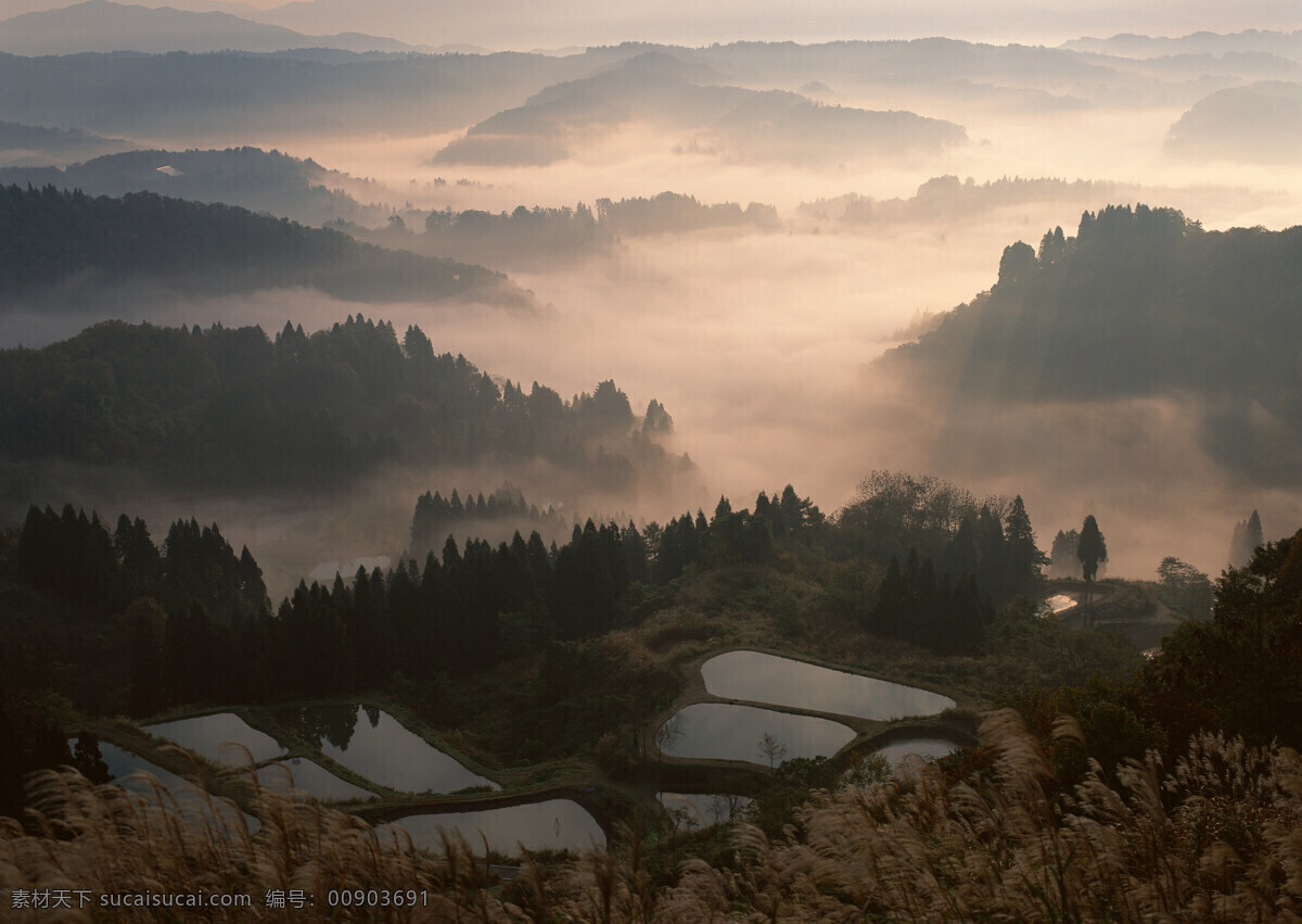 乡村 田园 田野 乡村田园图片 植物 庄稼 风景 生活 旅游餐饮