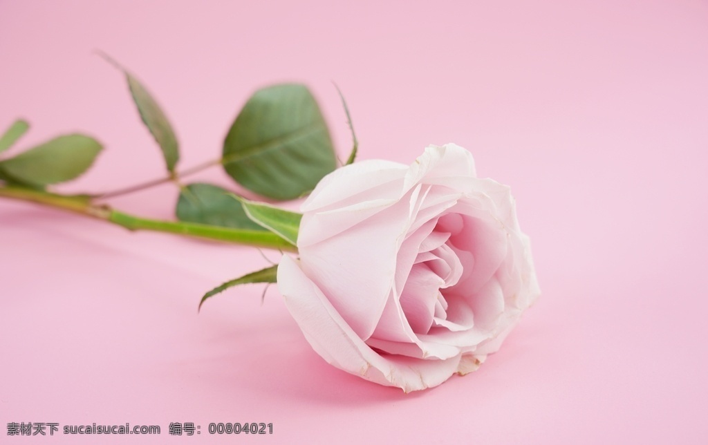 粉色 情人节 玫瑰花 花朵 植物 鲜花 产品摄影 实物摄影 摄影图