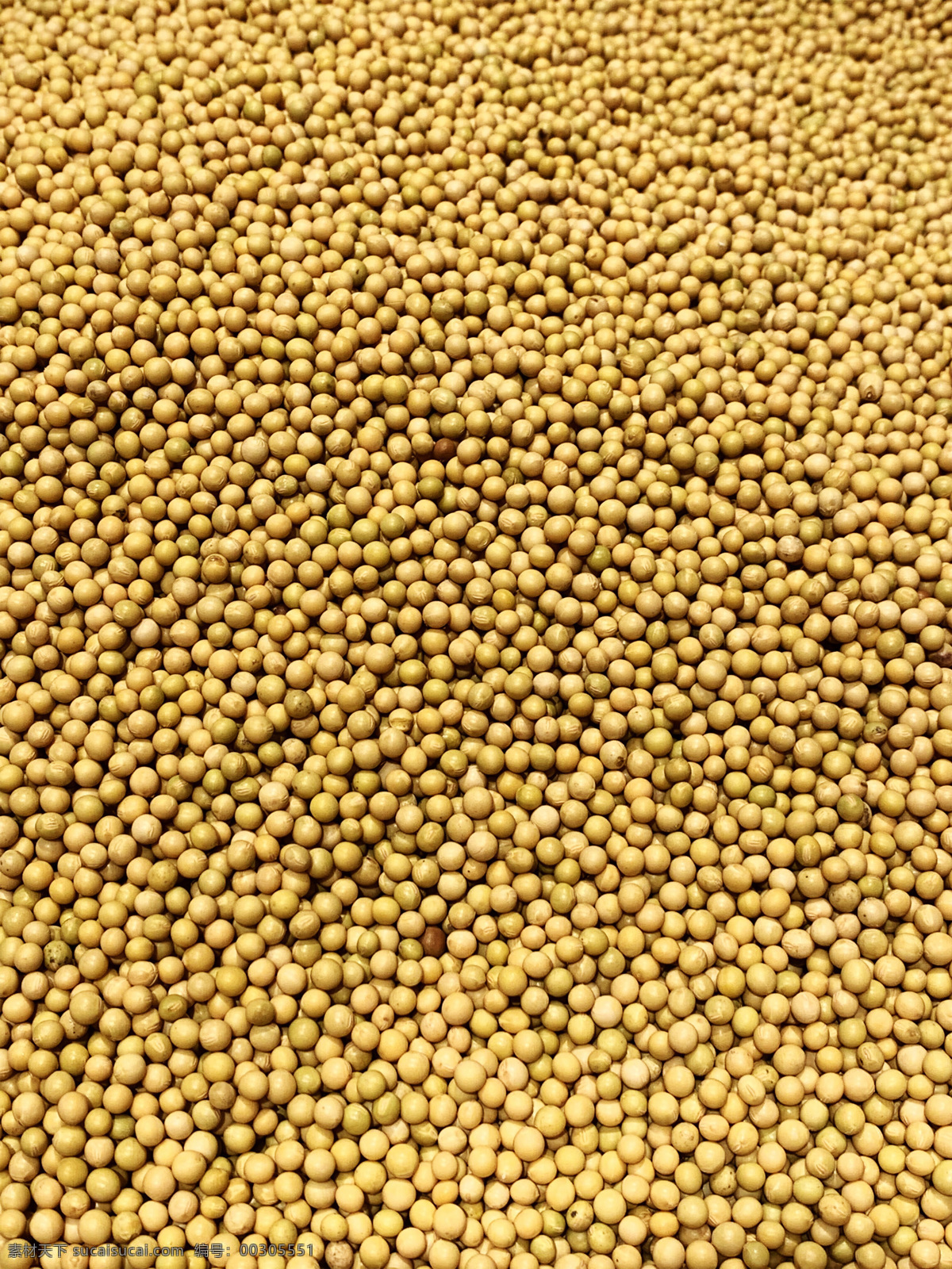黄豆图片 黄豆 小黄豆 豆子 小豆子 豆类 农产品 干货 干黄豆 生物世界 蔬菜