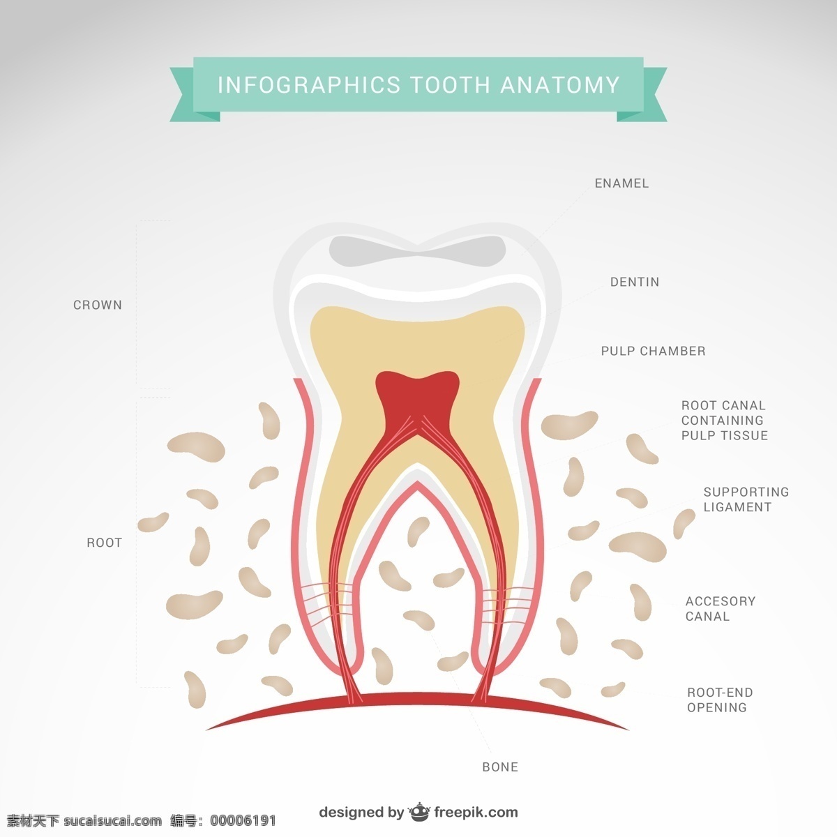 卡通 牙齿 形态 解剖 图 ai格式 矢量图 信息图 牙釉质 牙本质 牙骨质 牙髓 解剖结构图 牙齿剖面