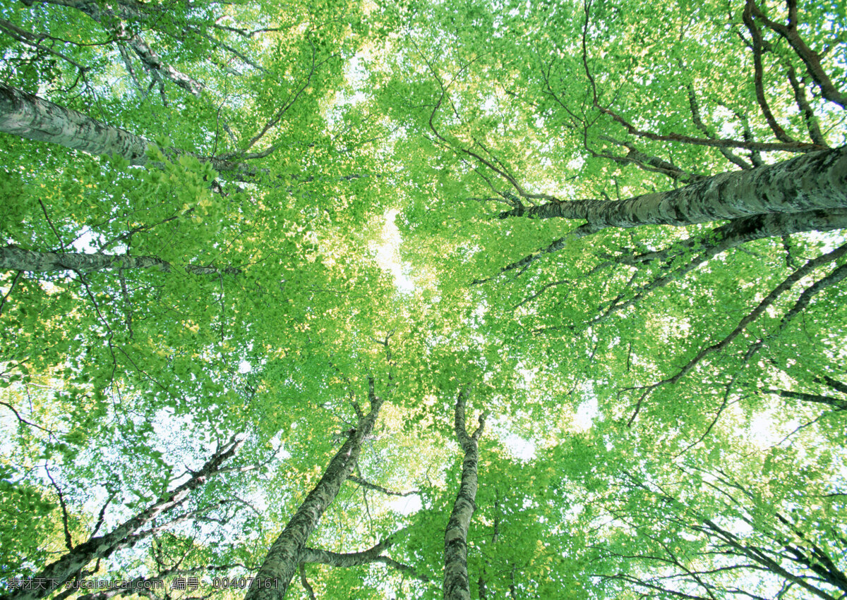 树林图片 森林树木 树林风景图片 树林高清图片 树木树叶 植物素材 生物世界 高清图片 花草树木