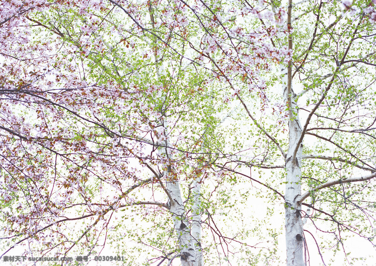 樱花 风景摄影 春天 鲜花 花朵 树木 植物 美丽风景 摄影图 高清图片 花草树木 生物世界