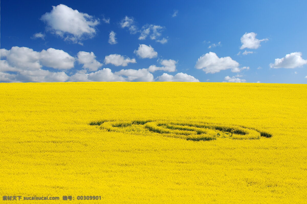 高清 黄色 麦田 风景图片 田园 麦子 麦浪