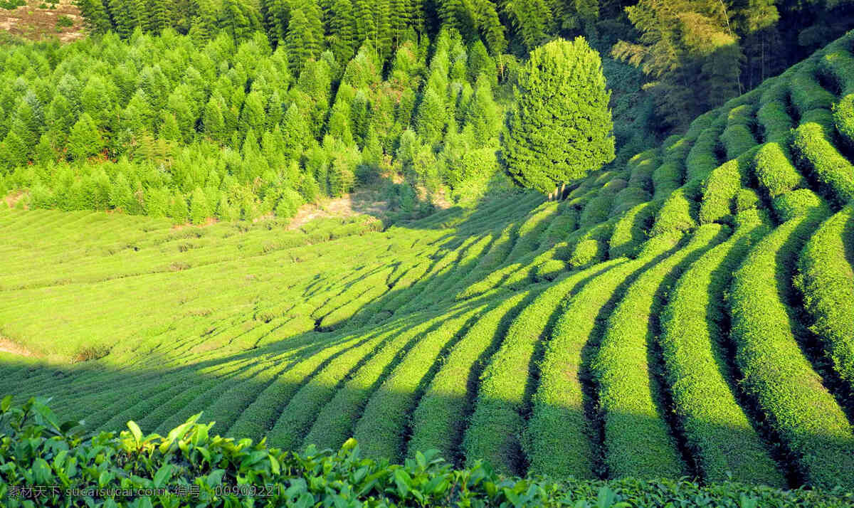 茶园风光 武夷山 茶叶 著名 茶山 茶园 田园风光 自然景观