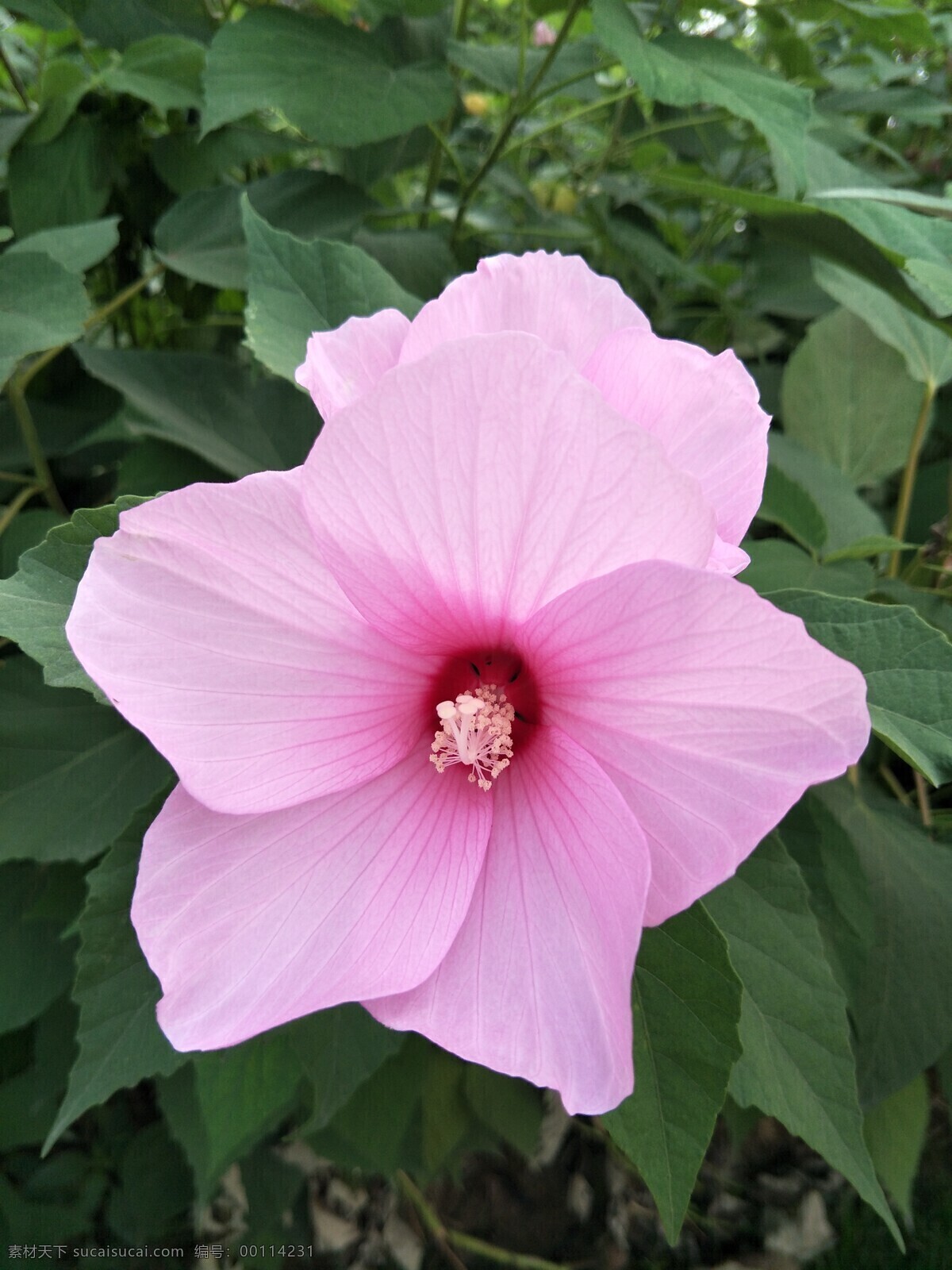 大花木槿 木槿花 花朵 鲜花 盛开 开放 粉色 花蕊 绿叶 生物世界 花卉 花草