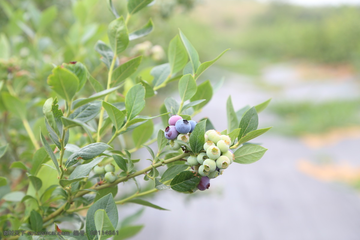 蓝莓 水果 新鲜蓝莓 高清拍摄 外拍蓝莓 棚拍水果 食品 鲜果 蓝莓果园 拍摄 生物世界