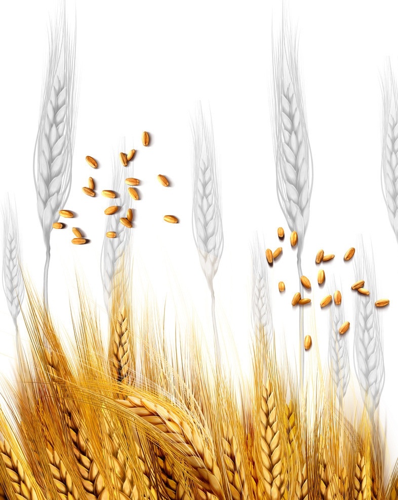 金色麦子 食物 移门 金色 麦子 背景 餐饮美食 生活百科