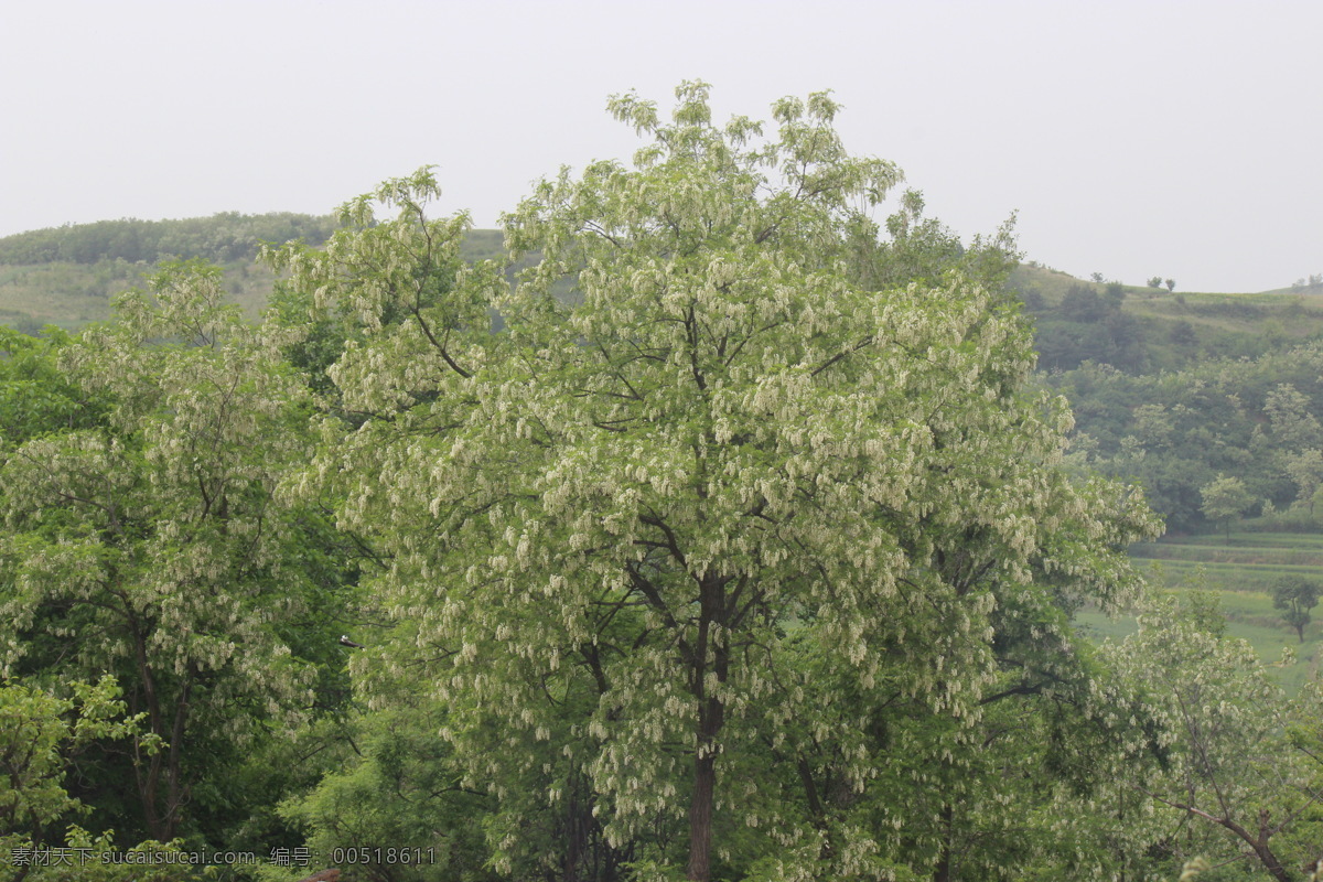 槐花 槐花树 白槐花 槐树 大树 花草 生物世界 树木树叶