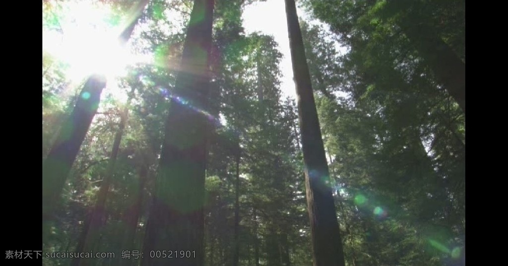 广袤的森林 森林 树林 大自然 实用标清素材 标清实拍素材 标清影视素材 多媒体设计 视频剪辑 avi 源文件