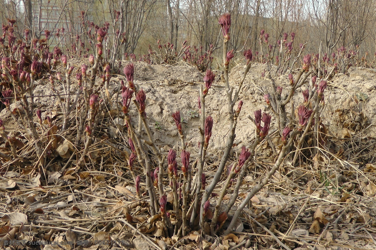 牡丹花枝 土地 花蕾 花枝 枯叶 枯枝 花草 生物世界