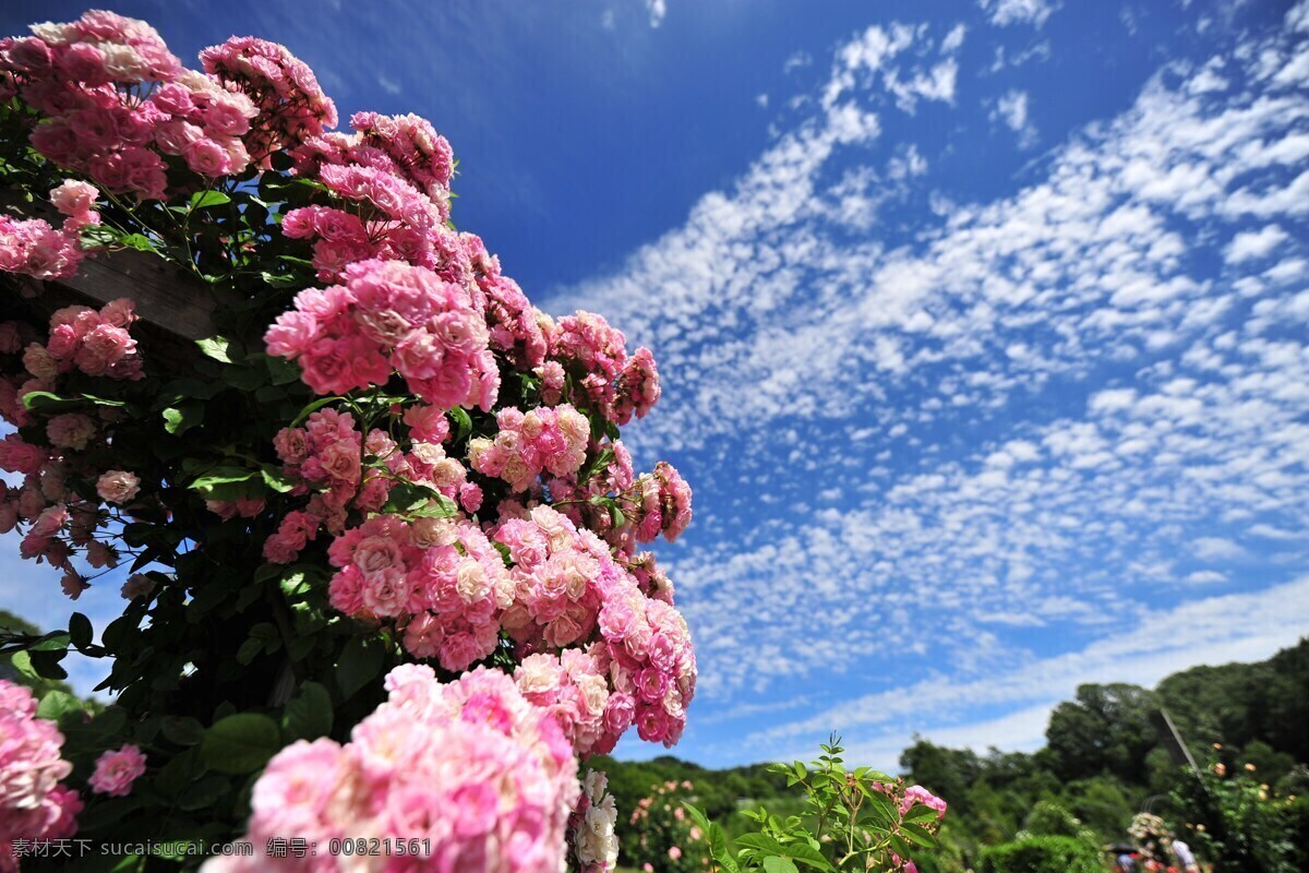 花儿 植物 树叶 树 春天 春色 绿 绿色 夏季 夏 树木 生物世界 花草