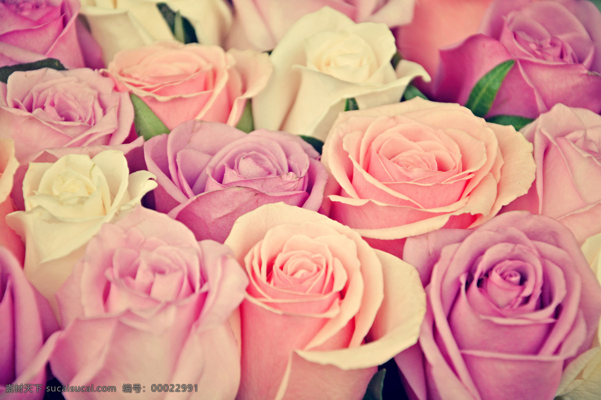 玫瑰花 情人节 植物花朵 美丽鲜花 漂亮花朵 花卉 鲜花摄影 花草树木 各种 颜色 生物世界 粉色