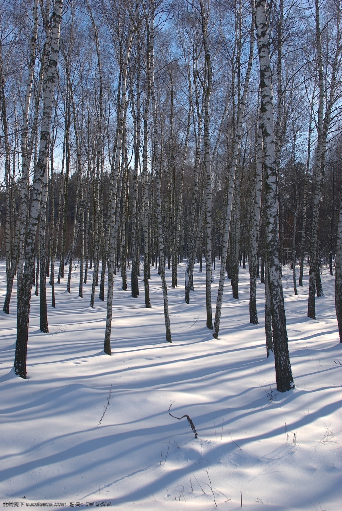 美丽 冬天 雪景 冬天雪景 冬季 美丽风景 美丽雪景 白雪 积雪 风景摄影 树木 树林 雪地 雪景图片 风景图片