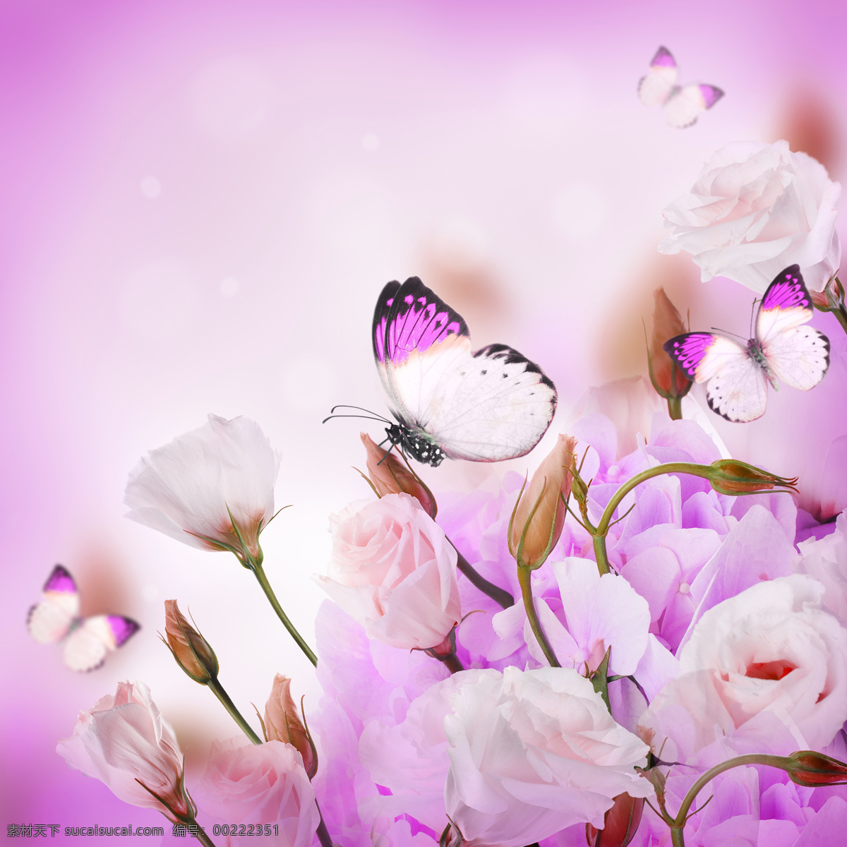 蝴蝶 粉色 花朵 粉色背景 光斑 鲜花 花卉 花草树木 生物世界