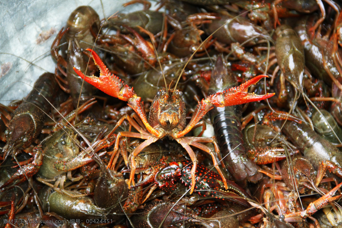 龙虾 palinuridae 大虾 龙头虾 虾魁 海虾 虾王 节肢动物 lobster