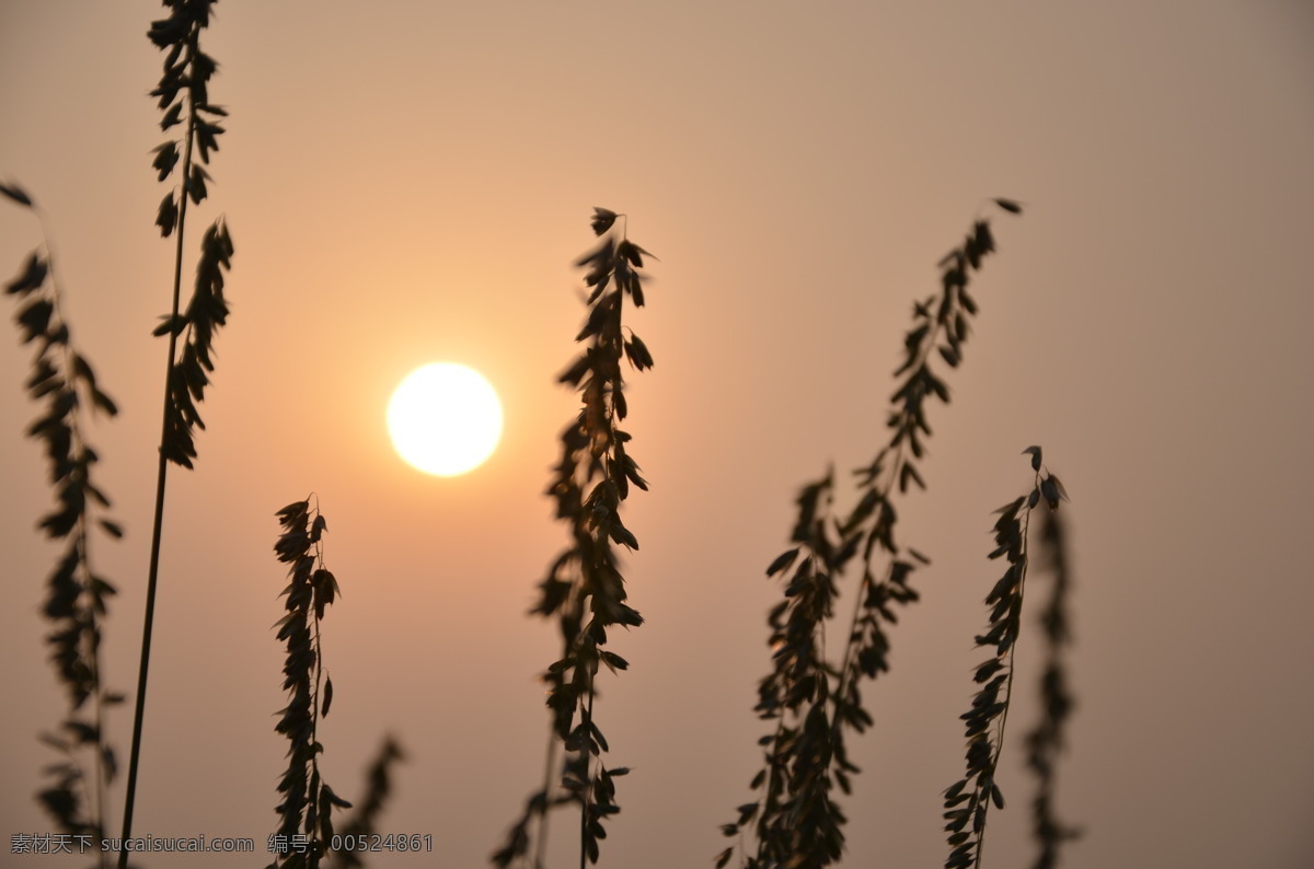 早晨 日出 太阳 自然风景 自然景观 早晨日出 野草剪影