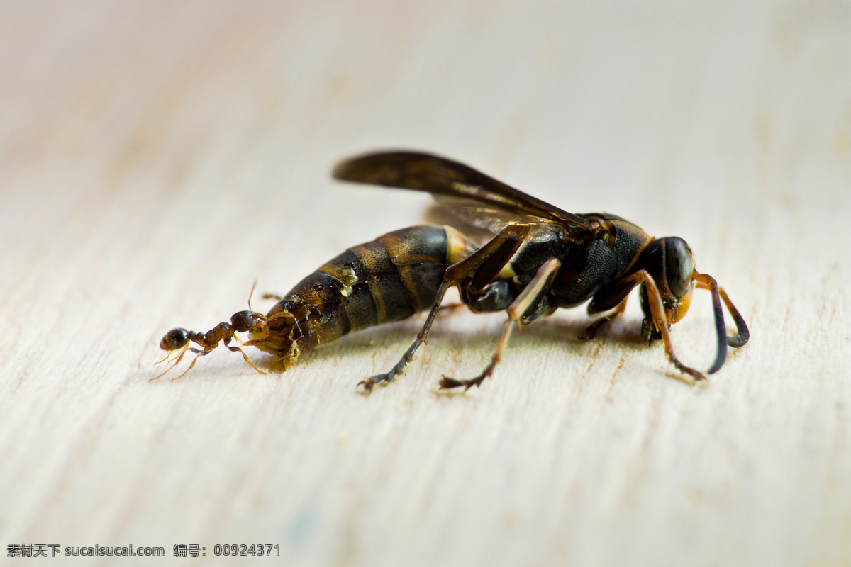 蚂蚁 力量 搬运 昆虫 生物世界 蚂蚁的力量 庞大