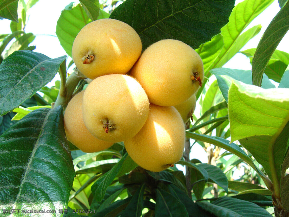 水果 新鲜枇杷 树上的枇杷 枇杷树 果子 吃 还 长 高