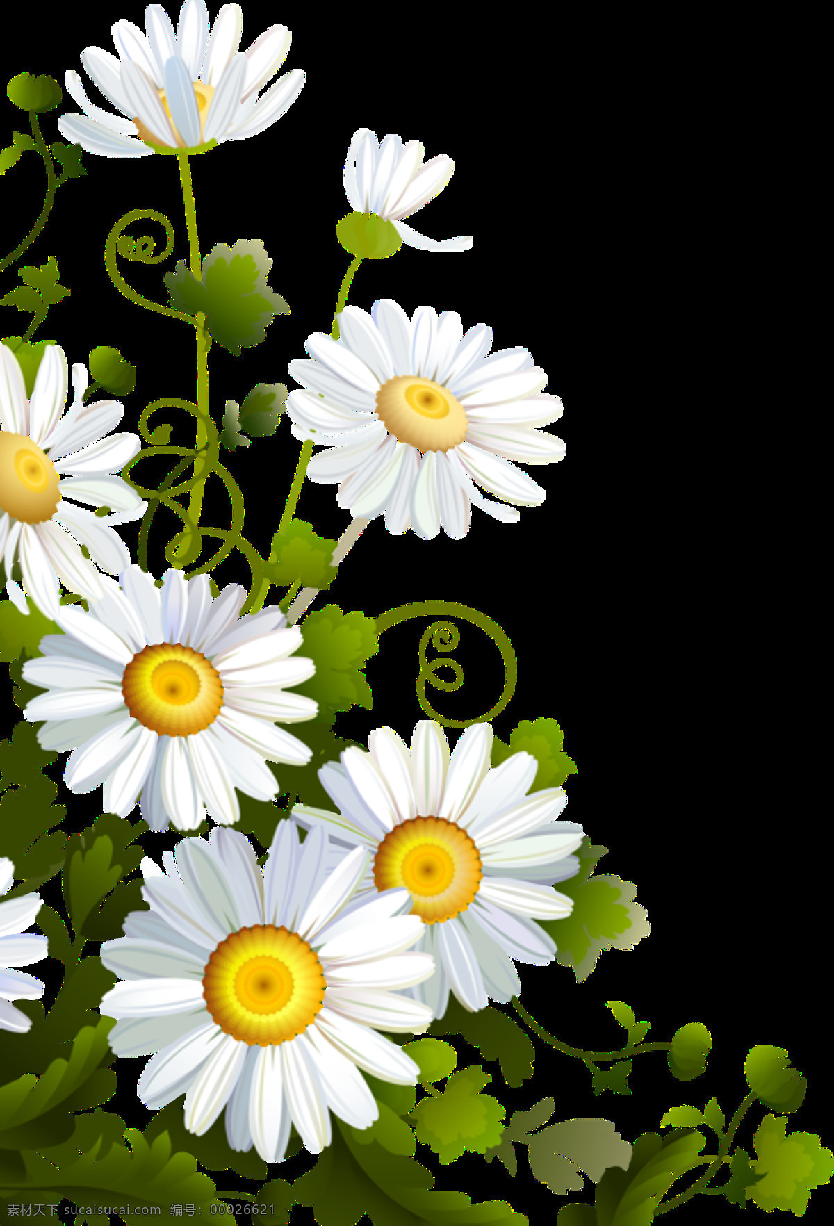 明亮 白色 手绘 菊花 装饰 元素 白色花朵 黄色花蕊 美丽 植物 装饰元素