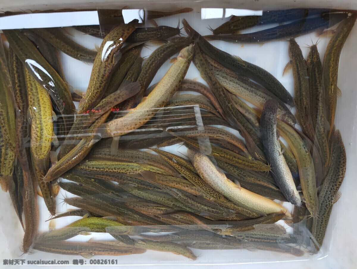 泥鳅 鱼 虾 蟹 水产品 海鲜 生物世界 鱼类