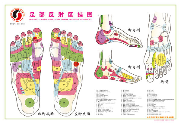 医疗挂图模板 足 部 反射 区 挂图 按摩 穴位 保健 足疗 脚心 经脉图 脚部结构 白色