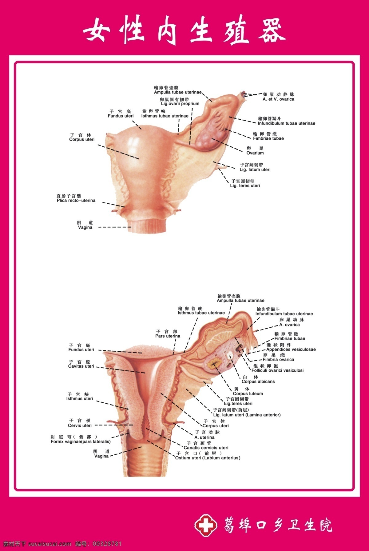女性 内 生殖器 示意图 女性内生殖器 生殖 解剖 图 解剖图 医院生殖图 生殖系统 源文件
