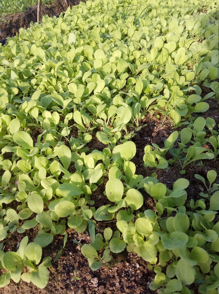 小白菜 自然 农户 蔬菜 生长 生物世界