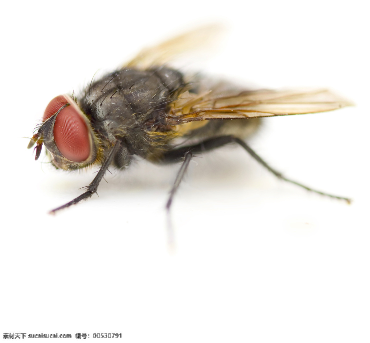 苍蝇 特写 昆虫 生物世界 微距 苍蝇特写 害虫 触角