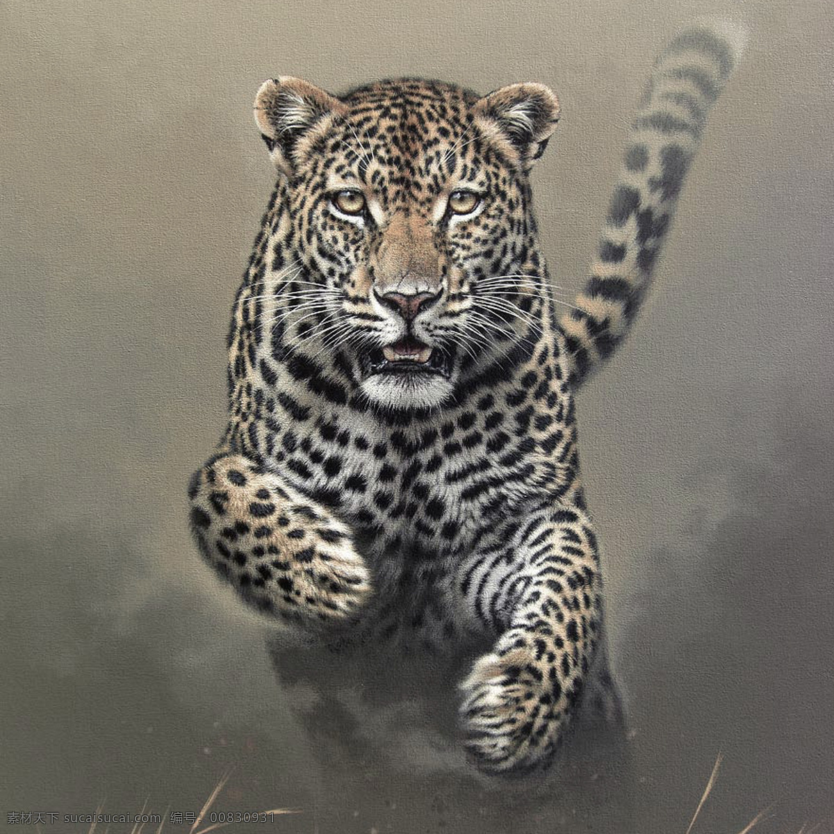 进攻中的猎豹 进攻 猎豹 豹子 豹 野生动物 动物世界 生物世界 手绘