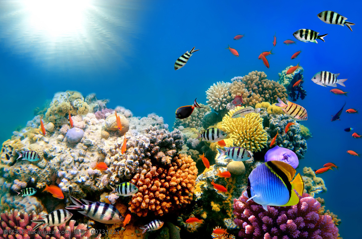 海底世界 鱼 海底 水草 鱼类 海底素材 大海 海水 蓝色 梦幻 唯美 鱼群 海底世界图片 珊瑚 海洋 海洋生物 生物世界 动物生物