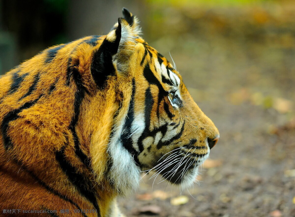 老虎 东北 虎孟加拉虎 西伯利亚虎 动物 花园 户外 白虎 雪地 生物世界 野生动物 大猫 猫科动物 野性 大自然 恐怖 可怕 频危动物 游泳虎 巧虎