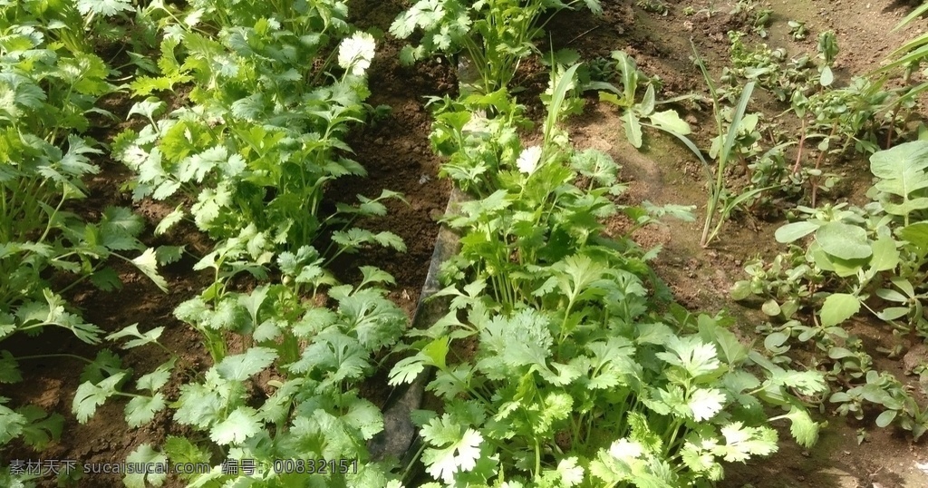 香菜 蔬菜 有机 绿色 无公害 有机蔬菜 健康 安全 营养 美味 食材 植物 生物世界