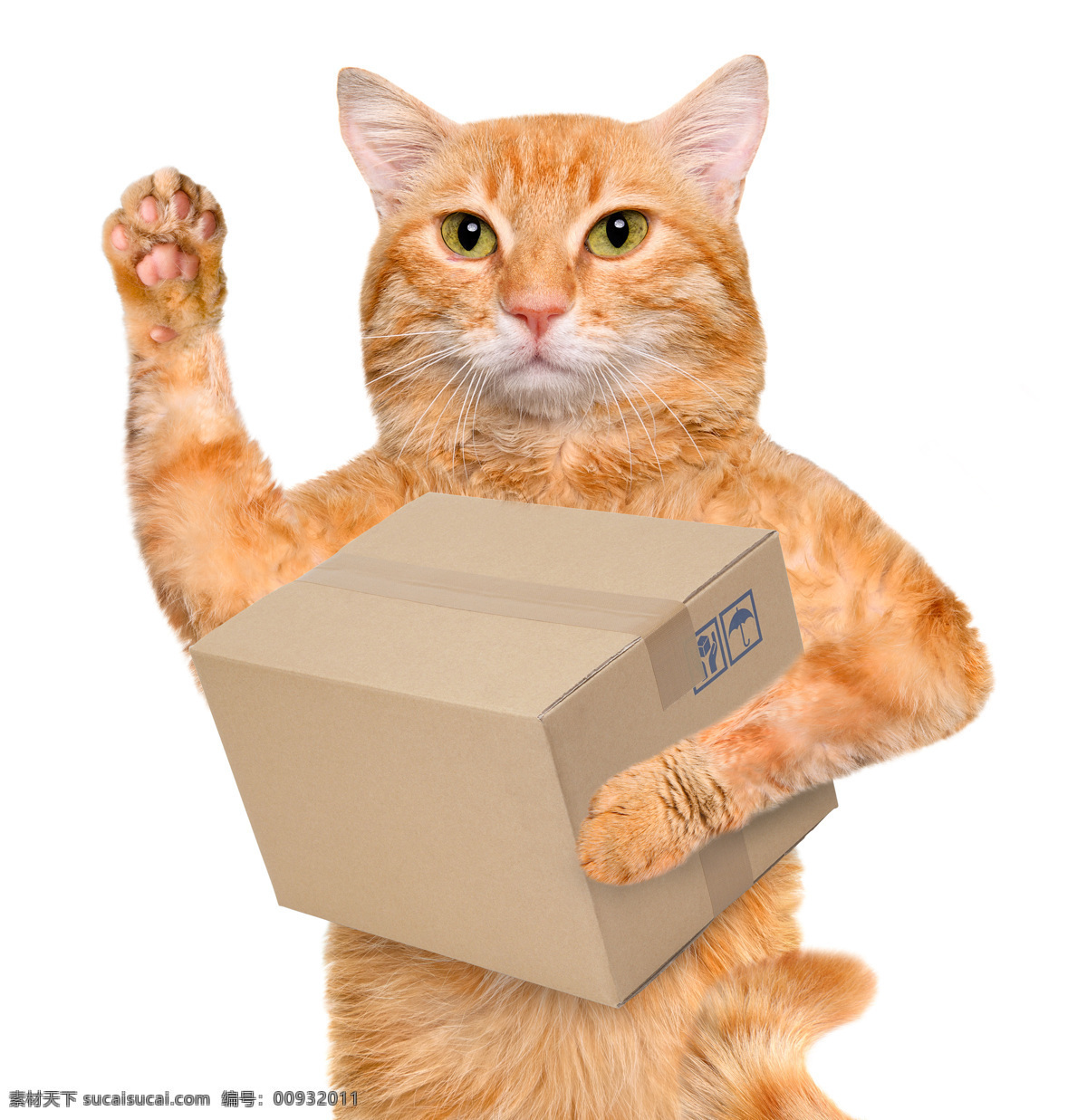 抱 箱子 招手 小猫 猫 有趣的猫咪 宠物 猫科动物 野生动物 动物世界 陆地动物 动物摄影 猫咪图片 生物世界