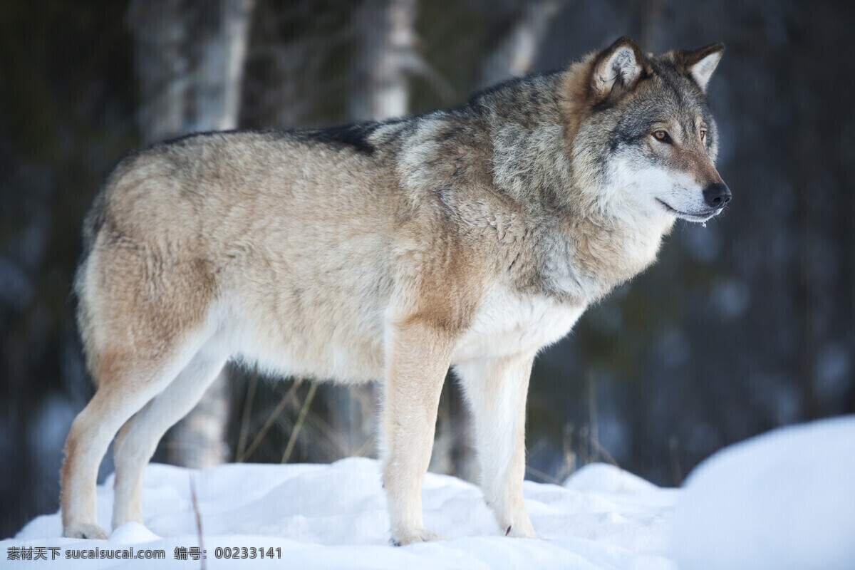白色雪地 独狼 高清图片 动物 野生动物 生物世界