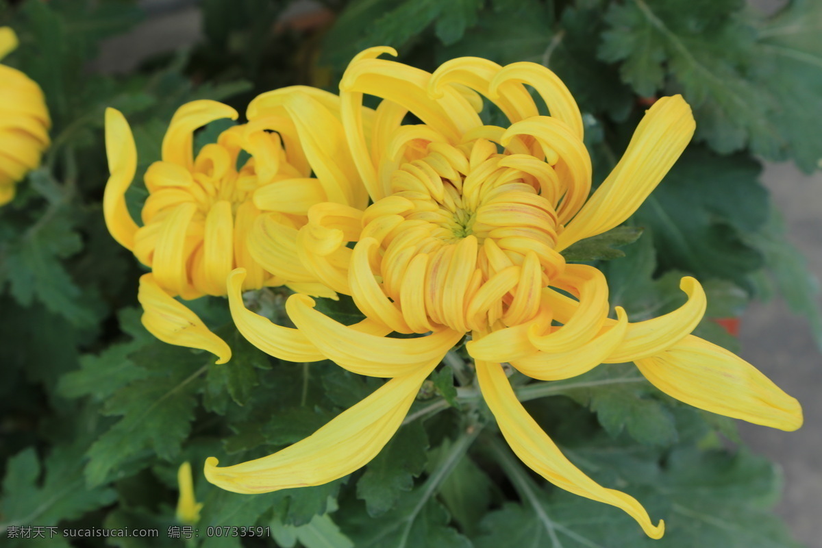 菊花 秋菊 园艺 花卉素材 寿客 金英 黄华 陶菊 花卉 花儿 花草 花朵 花瓣 花蕊 菊菊花 生物世界