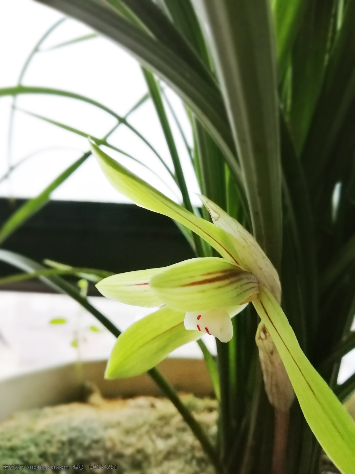 兰花 花卉 花 绿色 植物 生物世界 花草