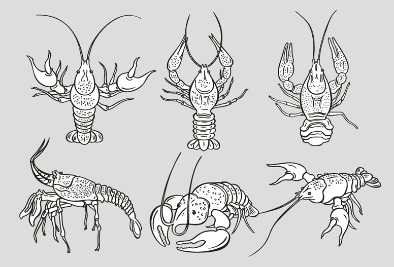 单色 龙虾 矢量 矢量素材 矢量图 其他矢量图