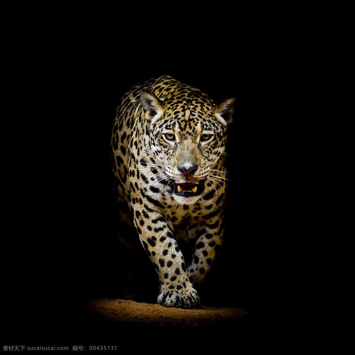 美洲豹图片 美洲豹 宁波 雅戈尔 动物园 猛兽 猞猁 插图 猫 脸 动物 野生 生物世界 野生动物