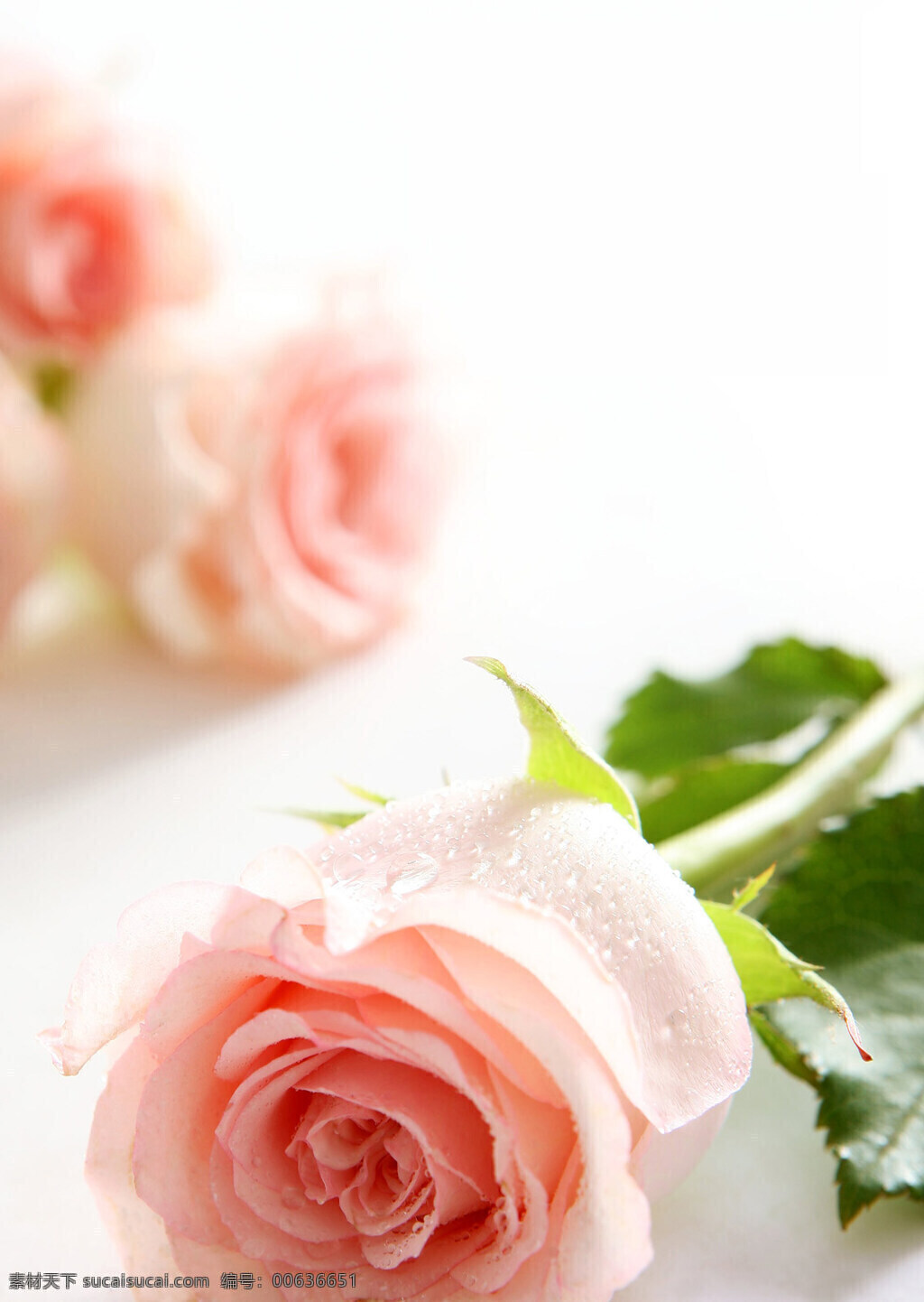 粉色 香槟 玫瑰花 高清 鲜花 花卉 花朵 花草 浪漫