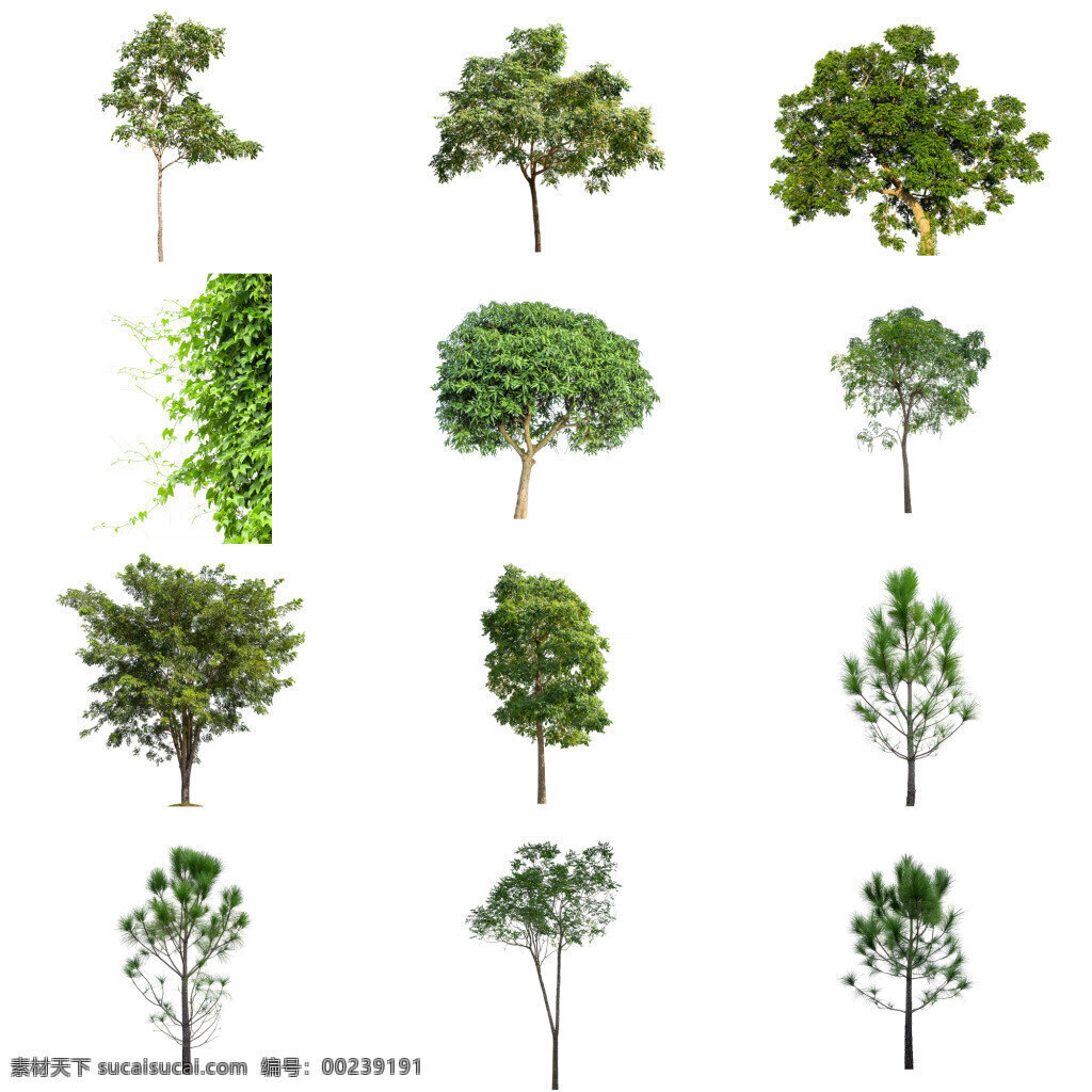 绿色的大树 植物 绿色 大树 白色