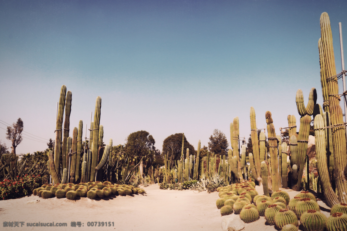 巨型仙人掌 厦门 植物园 仙人掌 沙漠 网红 仙人球 沙生植物 旅游摄影 国内旅游