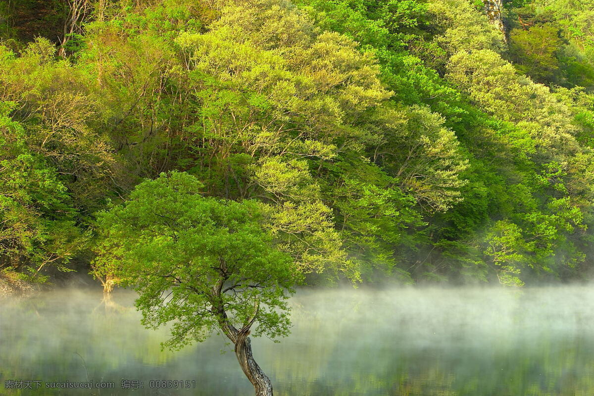 从林之美 自然风景 自然风景图 绿色