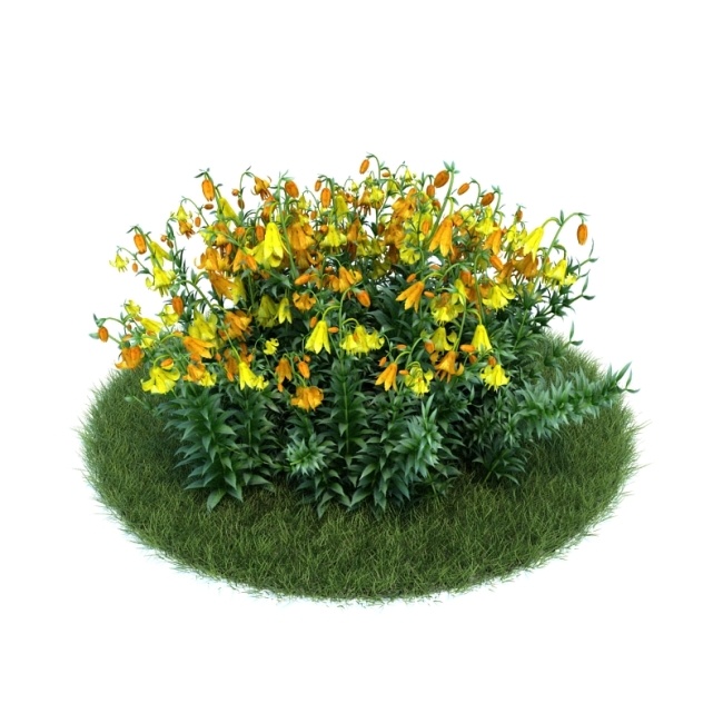 植物 模型 花草 花朵 3d模型素材 动植物模型