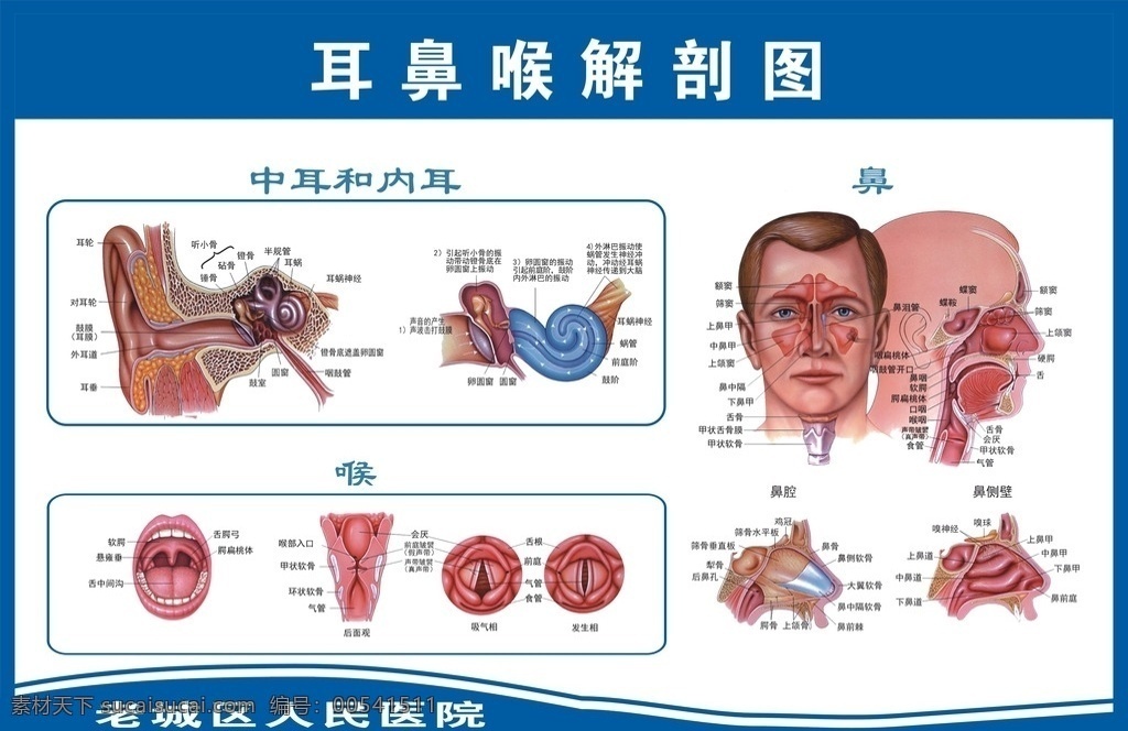 l耳鼻喉 医院 诊所 医疗 专科 展板