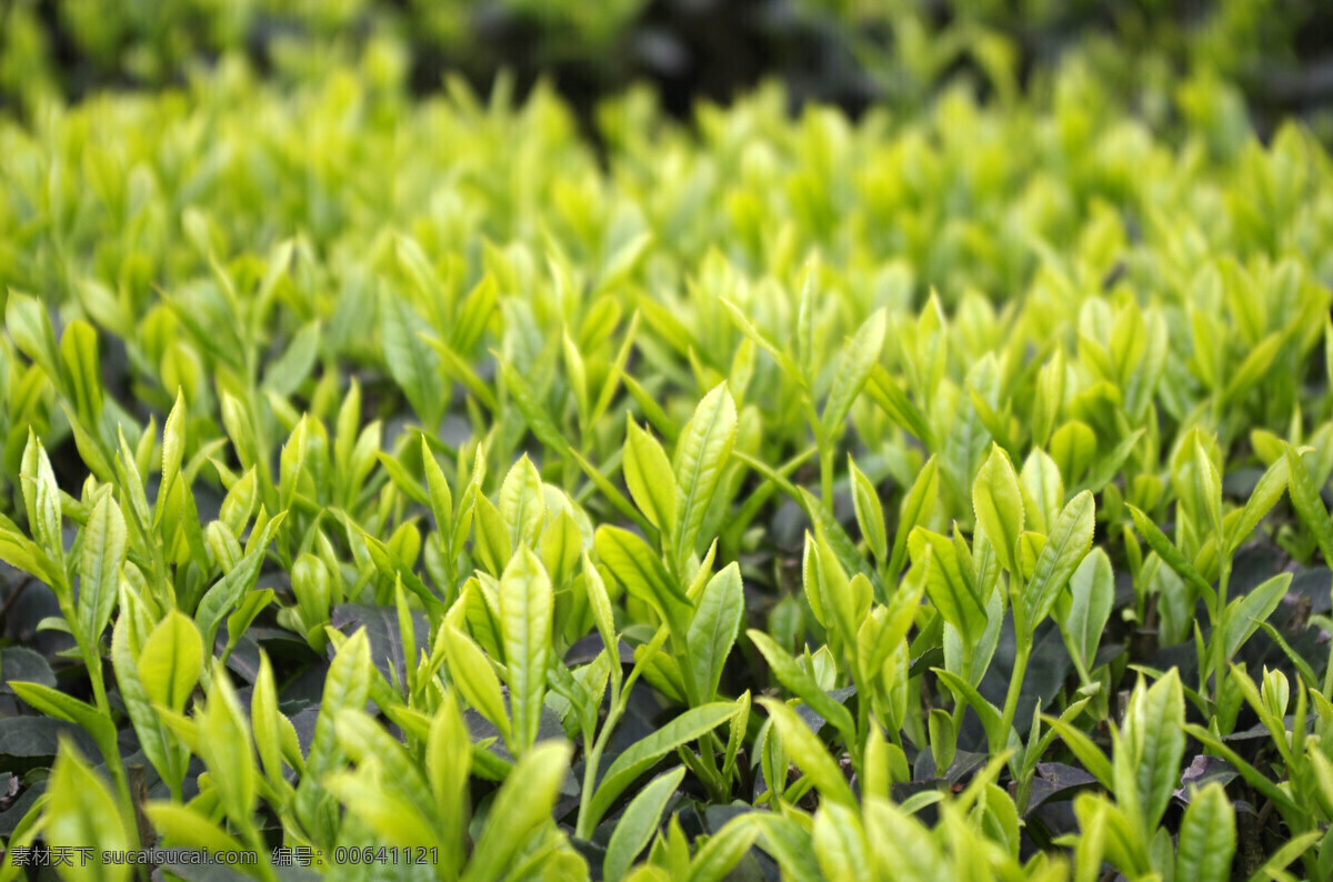 茶树 茶叶 茶芽叶 茶芽 春季 春茶 嫩叶 生物世界 树木树叶