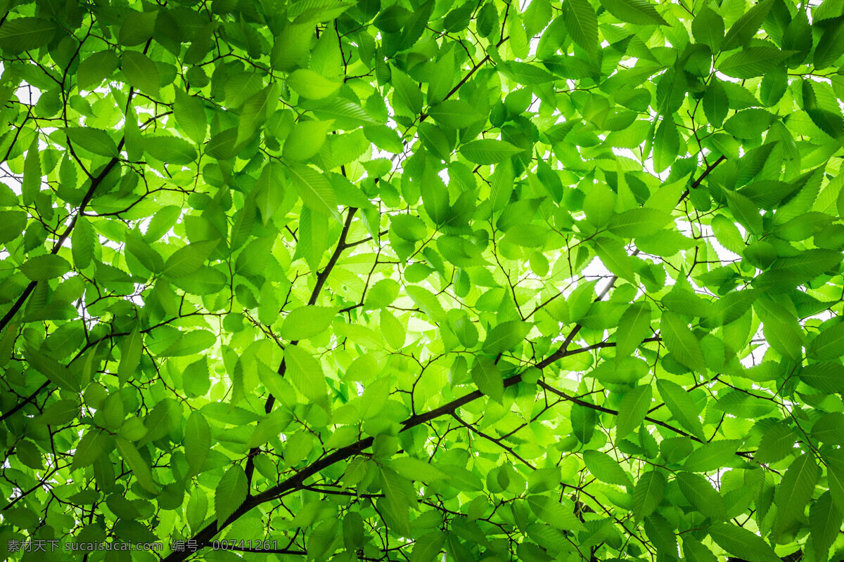 小 清新 绿叶 护 眼 唯美 风光 小清新 护眼 大自然 树木 风景 生物世界 树木树叶