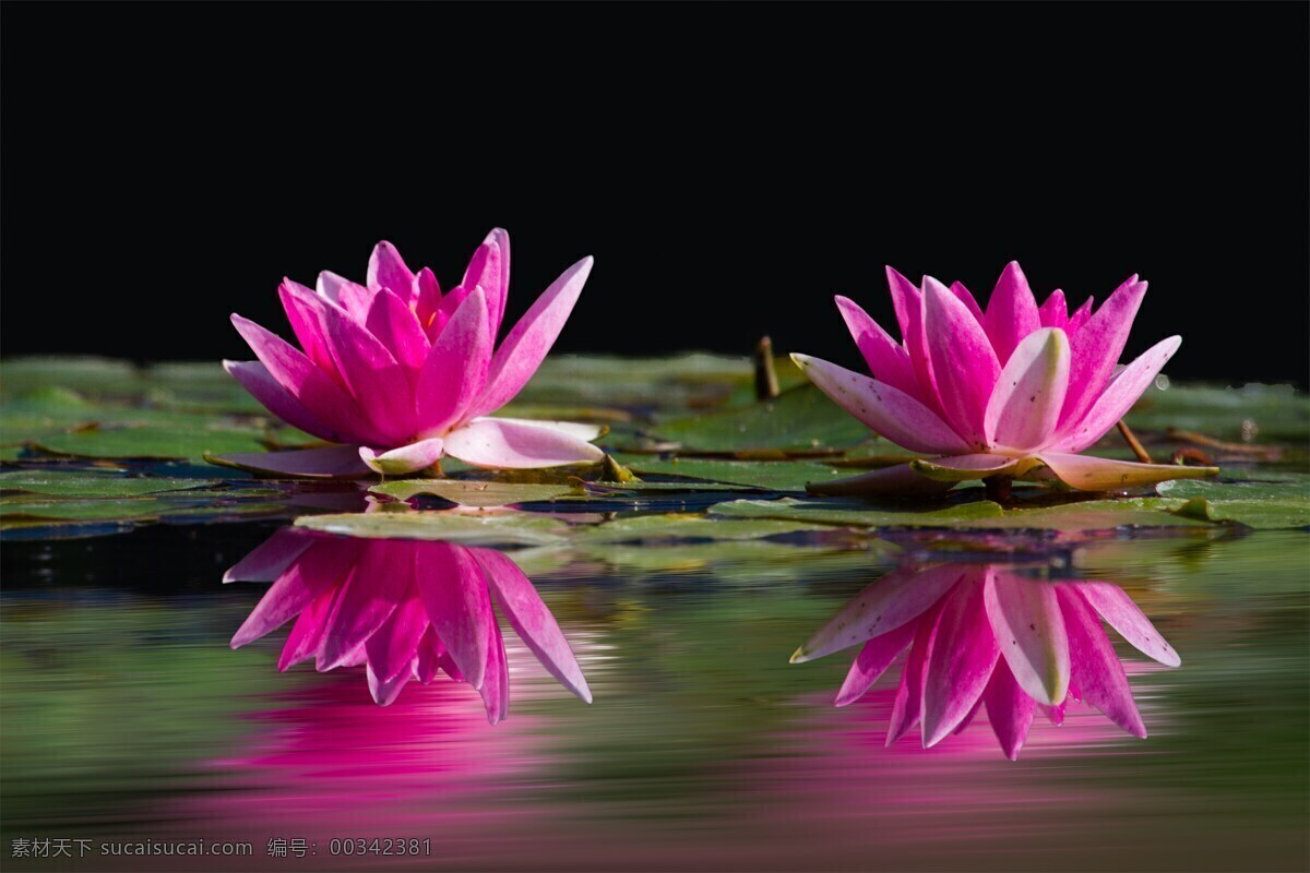 粉红色睡莲 睡莲 粉红色 水 湖 鲜花 观赏植物