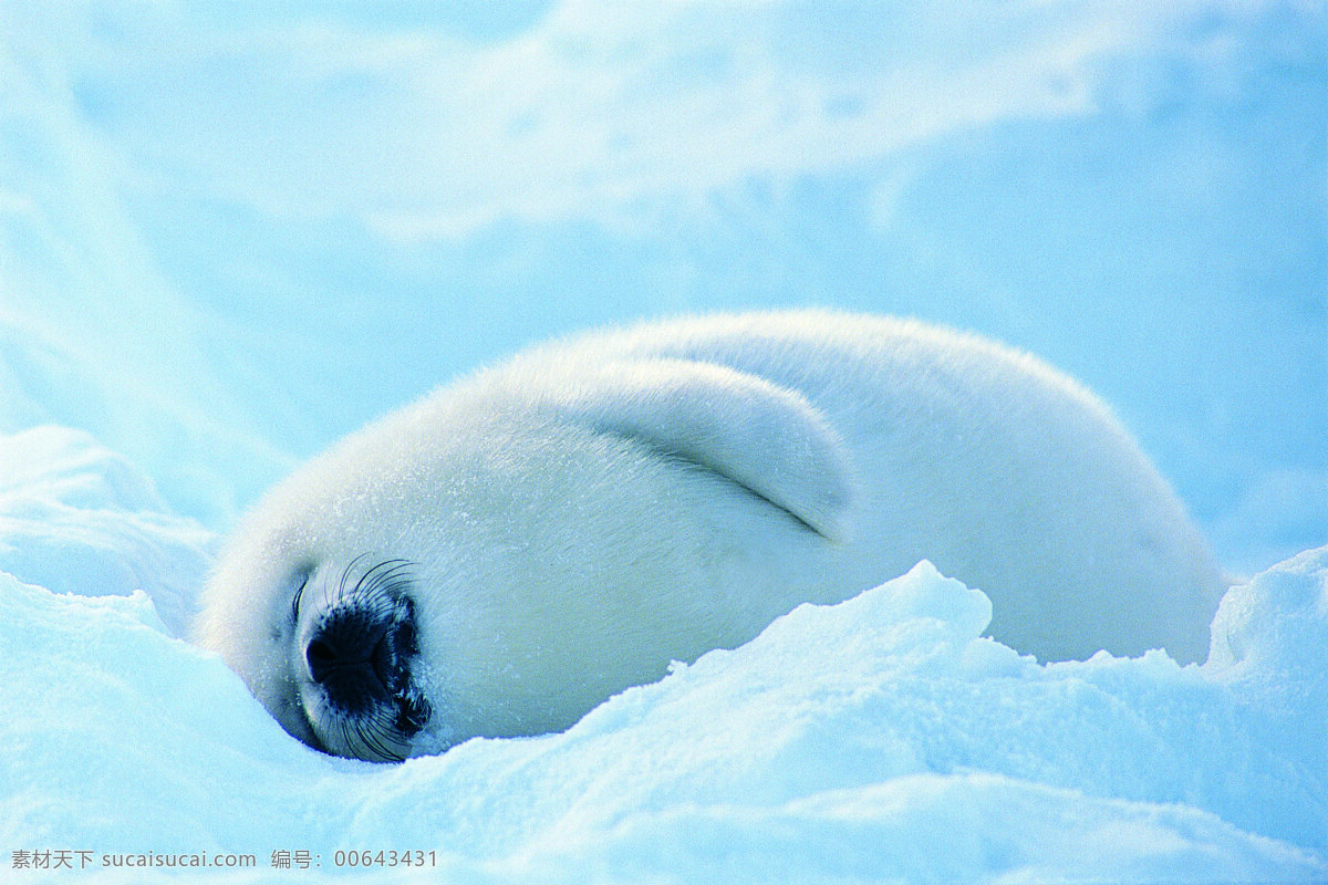 小海狮 蓝色 冰雪 白毛 萌宠 高清 黑鼻 海洋生物 生物世界