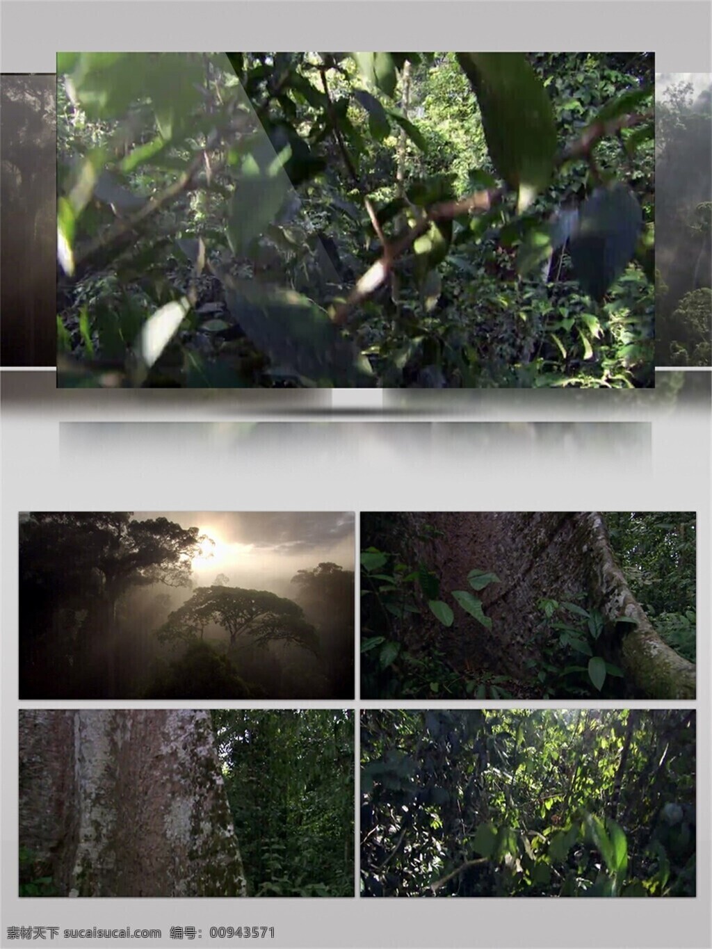 森林 绿色植物 视频 音效 视频素材 大自然 树木 植物 生态 视频音效 光源
