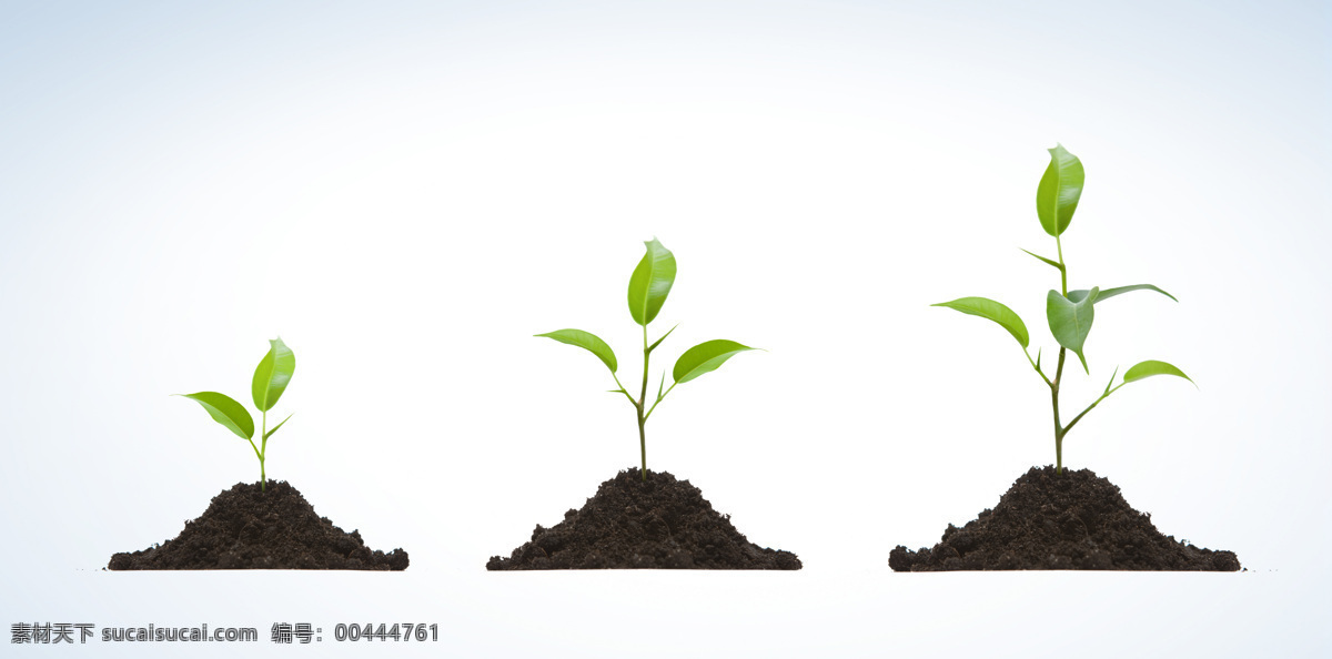 茁壮成长 树苗 成长 创意图片 高清图片 明 泥土 生长 植物 苗子